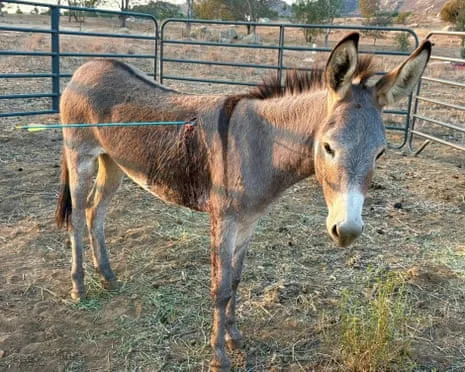 Burro Healing After Latest Bow Assault on Free-Roaming Asses in the Golden State