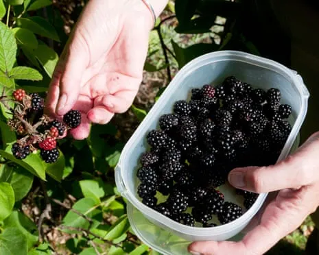 Seeking: Scrumptious Bakes to Make Use Of a Glut of House-Made Jam