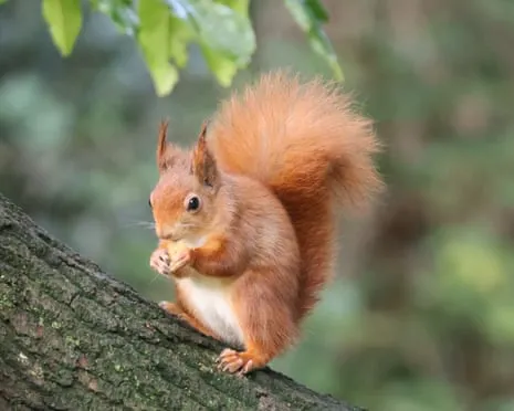 Red Squirrels Flourishing on Isle of Wight with Opportunity to Almost Increase Twofold, Study Shows