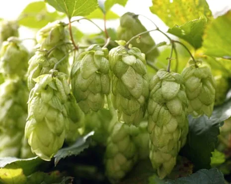 Create A Personal Hops Haven: Growing Hops Turns Out Straightforward and Satisfying