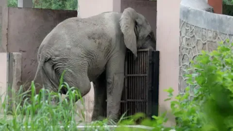 Isolated Life and Demise of Delhi’s Lone African Elephant