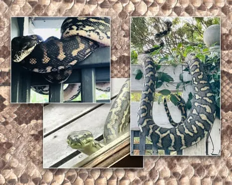 Embracing my Snakes in My Ceiling: An Evolution from Dread to Admiration