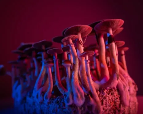 On Drugs by the Philosopher: An Intellectual Journey into Psychedelics