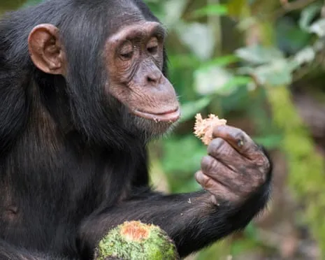 Wild Chimps Drink Everyday Ethanol Equivalent to a Lager from Ripe Figs