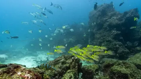 Historic Oceans Pact Reaches Vital Benchmark to Become Law