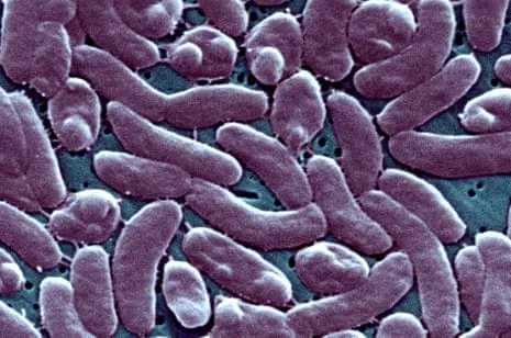 Louisiana Records 5 Deaths from Necrotizing Bacterium in Coastal Waters
